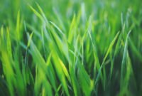 Perfect Green Grass Design Ideas For Front Yard Garden 19