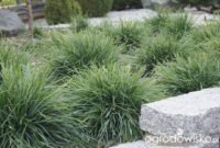 Perfect Green Grass Design Ideas For Front Yard Garden 36