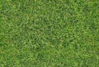 Perfect Green Grass Design Ideas For Front Yard Garden 38