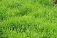 Perfect Green Grass Design Ideas For Front Yard Garden 50