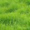 Perfect Green Grass Design Ideas For Front Yard Garden 50