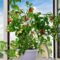 Extraordinary Indoor Garden Design And Remodel Ideas For Apartment 13