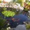 Cool Fish Pond Garden Landscaping Ideas For Backyard 05