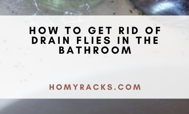 How to Get Rid of Drain Flies in the Bathroom